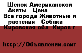Шенок Американской Акиты › Цена ­ 35 000 - Все города Животные и растения » Собаки   . Кировская обл.,Киров г.